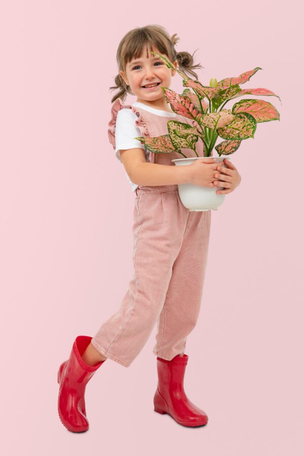 Aglaonema Plant Order online for fresh home delivery