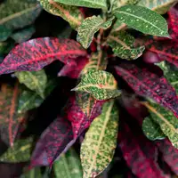 Croton plant Order online for fresh delivery