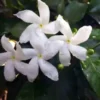 Chandni Plant (Crepe Jasmine) Order online for fresh home delivery