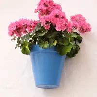 Kalanchoe Plant Order online for fresh delivery