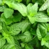 Tulsi Plant (Holy Basil) Order online for fresh home delivery