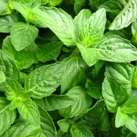 Tulsi Plant (Holy Basil) Order online for fresh home delivery