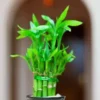 Bamboo luck plant for home & Office & great gift choice Order online for fresh delivery