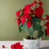 Poinsettia plant Order online for fresh delivery